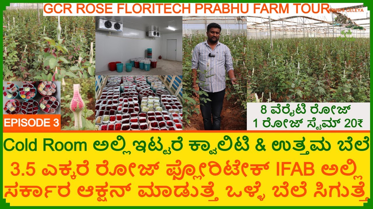 Cold Storage For Farmers ರೋಜ್ ಹೂವ ಹೈಟೆಕ್ Cold Room | 3.5 Acres ರೋಜ್ ಹೂಕೃಷಿ | Rose Floriculture | Ep3