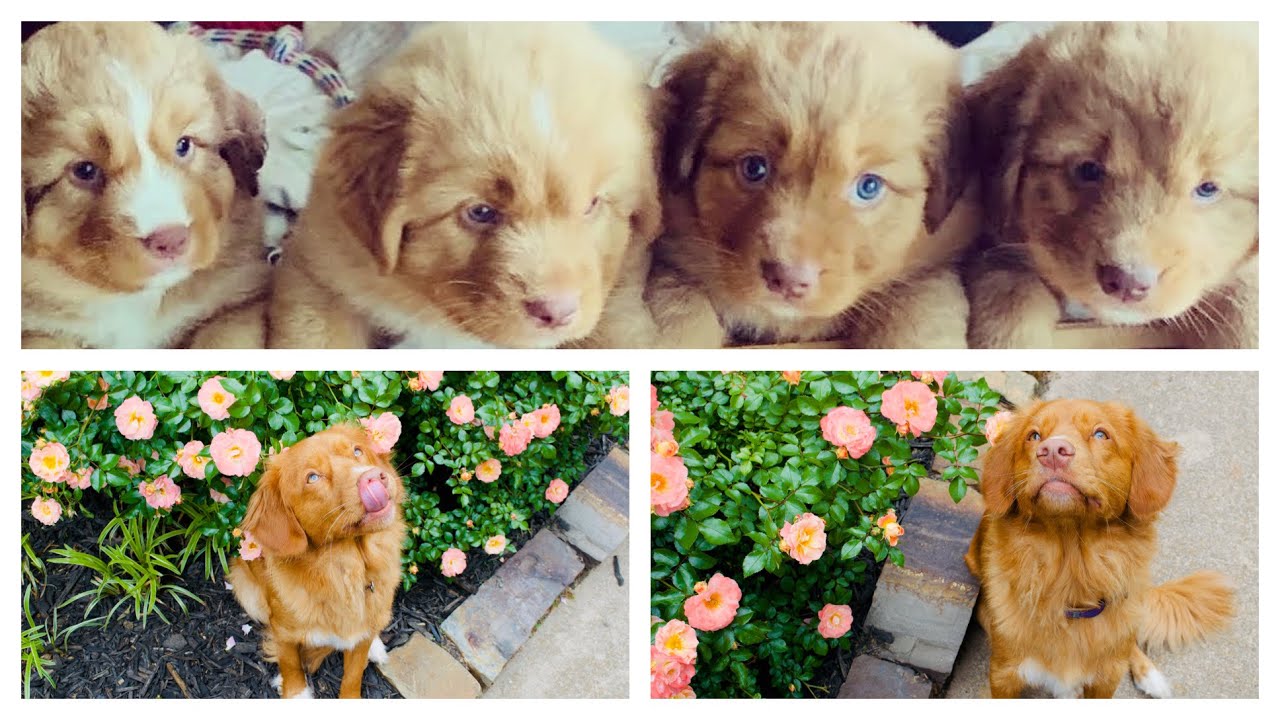 The first 8 weeks you never see- TOLLER-NOVA SCOTIA DUCK TOLLING RETRIEVER