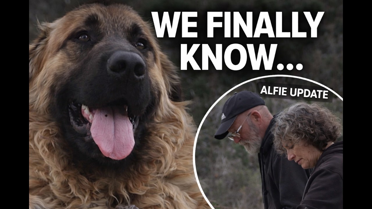 So Much Progress This Week… But News About Alfie Wasn’t What We Were Hoping For 💔Ep 80