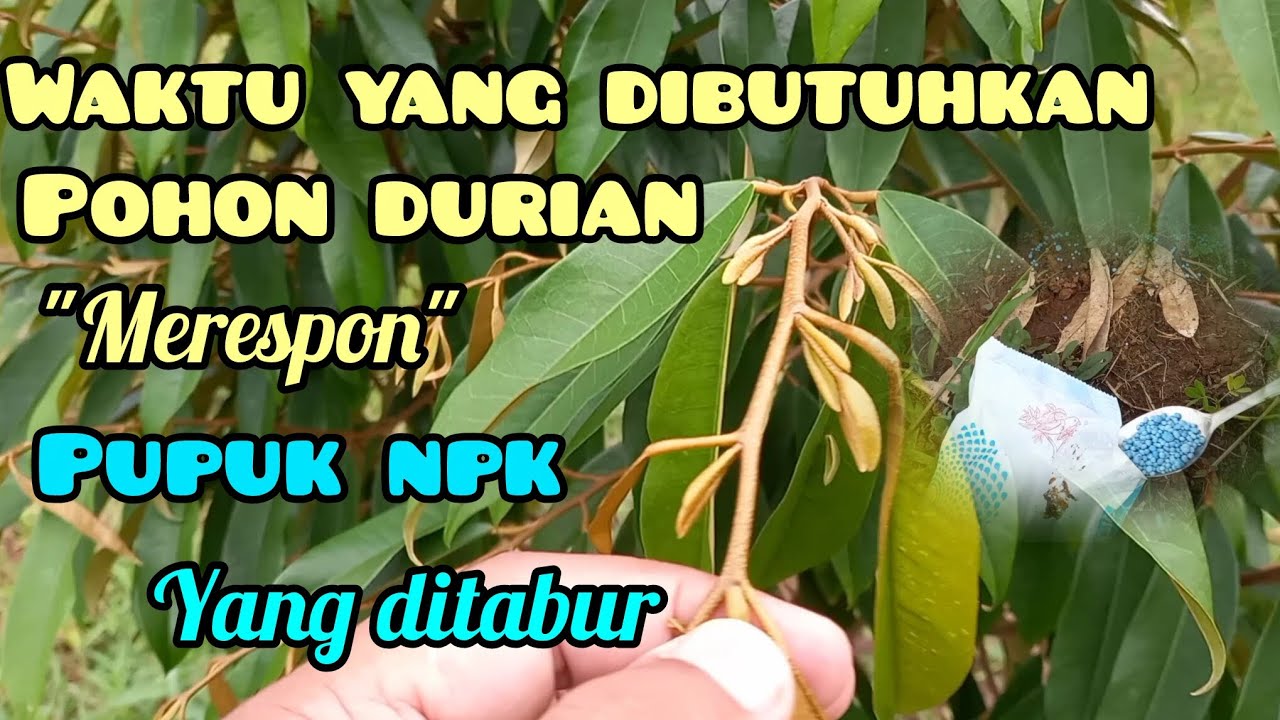 Waktu yang dibutuhkan pohon durian merespon pupuk NPK yang ditabur