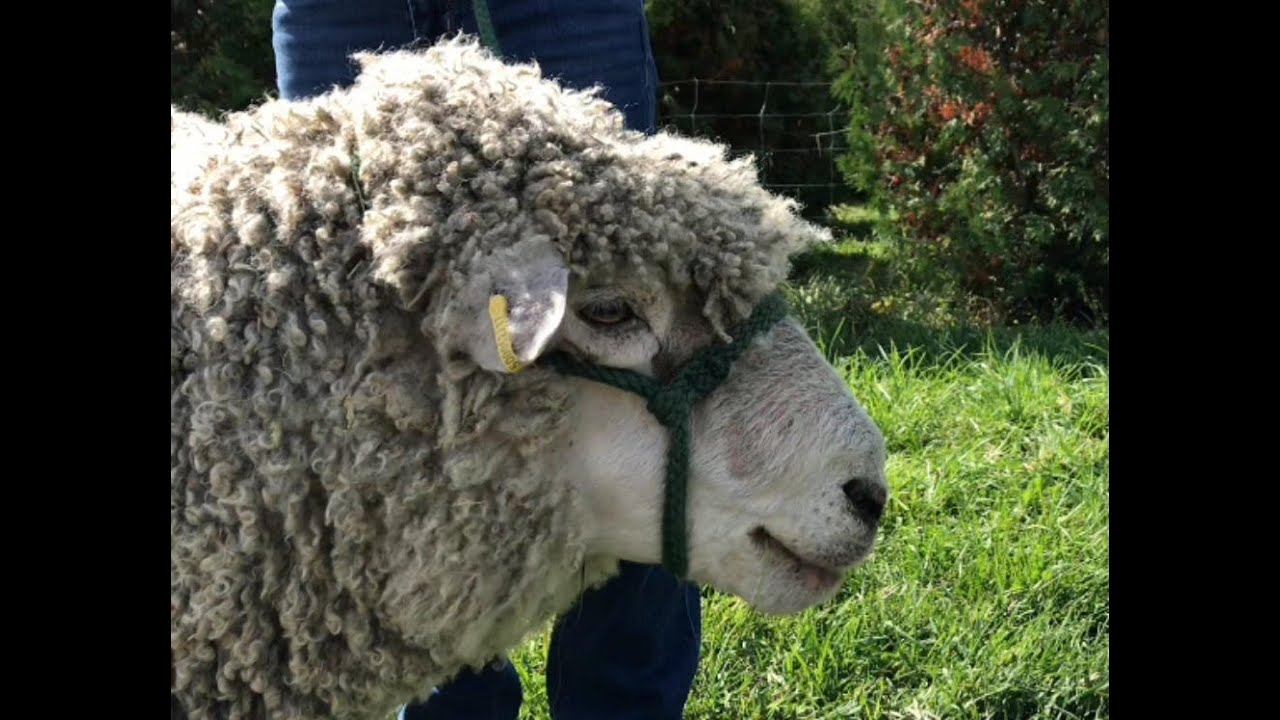 The Cotswold Sheep