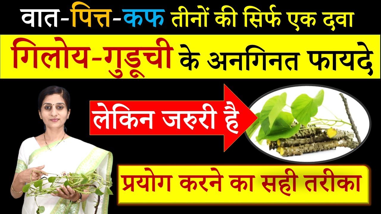 वात-पित्त-कफ तीनों की सिर्फ एक दवा-गिलोय-गुडूची के अनगिनत फायदे, लेकिन सावधानी जरुरी Giloy Benefits