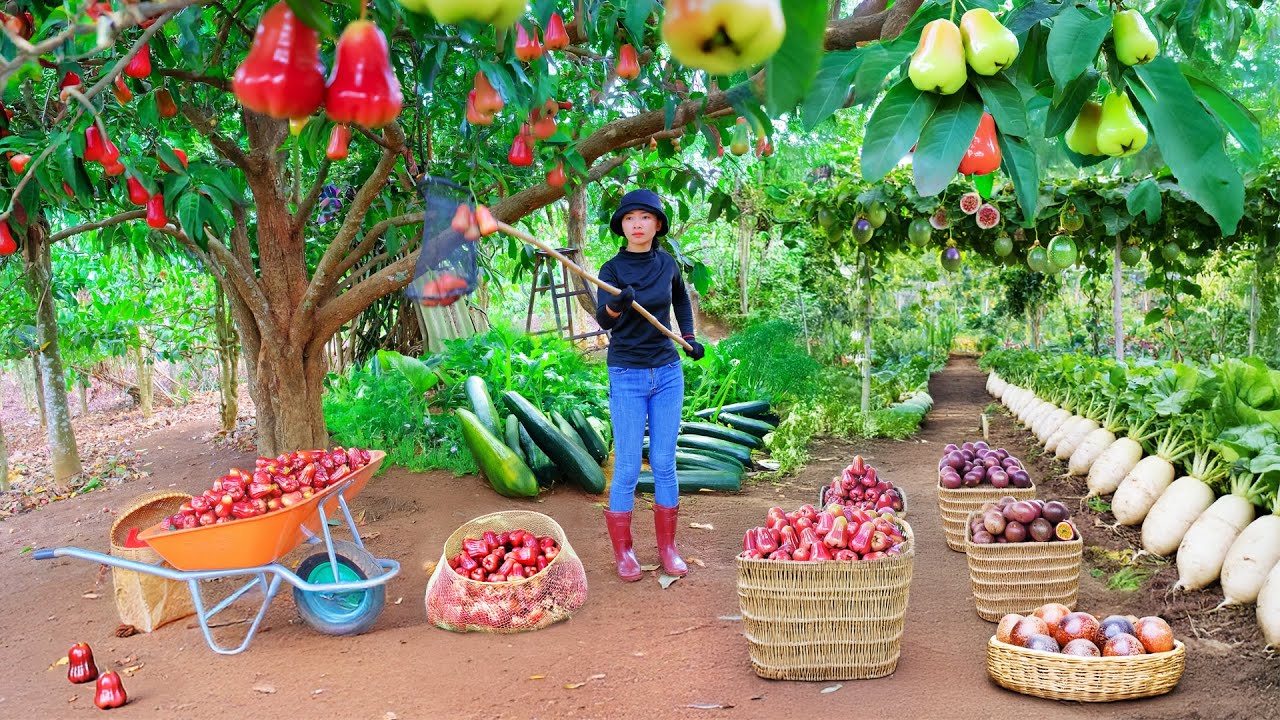 Harvest, Sell, Cook: Plums, Passion Fruit, Zucchini, Korean Radish - Farm Life