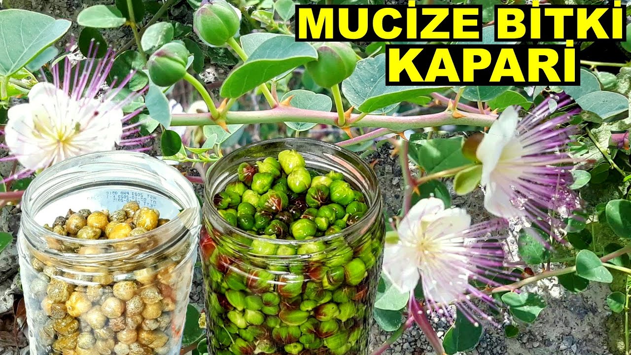 EMES VE KANSERE KARŞI KORUYUCU ŞİFA DEPOSU KAPARİ TURŞUSU NASIL YAPILIR