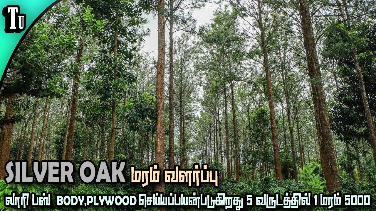 விலை உயர்ந்த மலைசவுக்கு மரம் வளர்ப்பு | silver oak tree farming in tamil