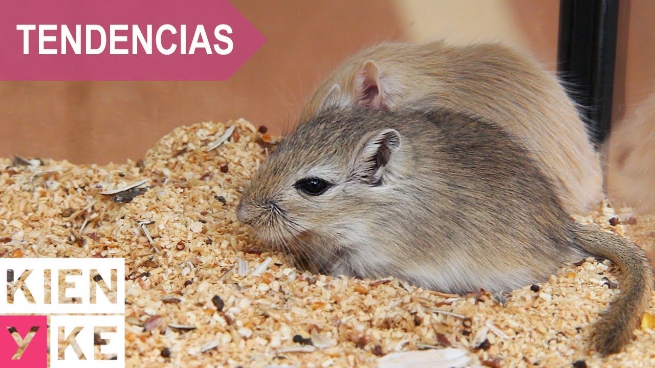 El jerbo, una mascota traída del desierto