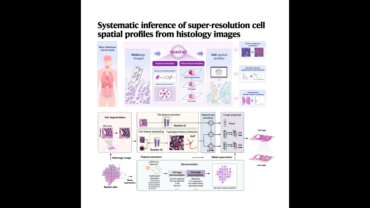 526-HistoCell: Cell Spatial Profiling from Histology Images