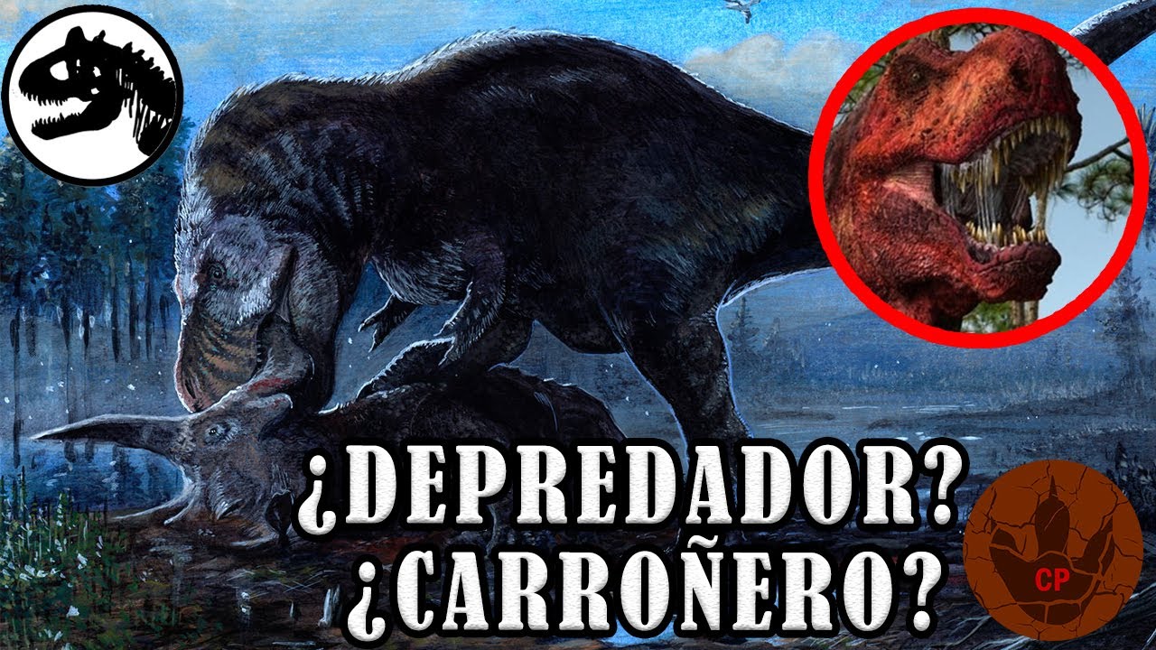 TYRANNOSAURUS &iquest;DEPREDADOR O CARRO&Ntilde;ERO? - REINO MESOZOICO