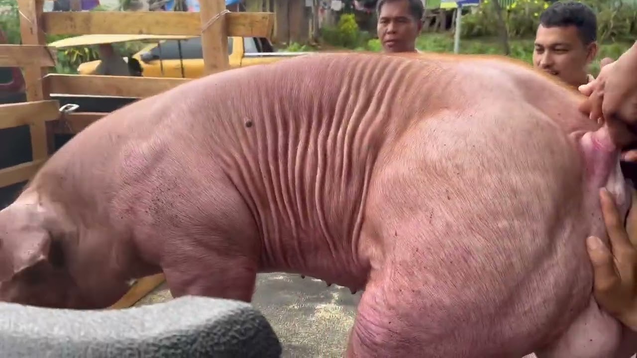 Guys mao ni nakuha ni sir BERT AI duroc pietrain og largewhite