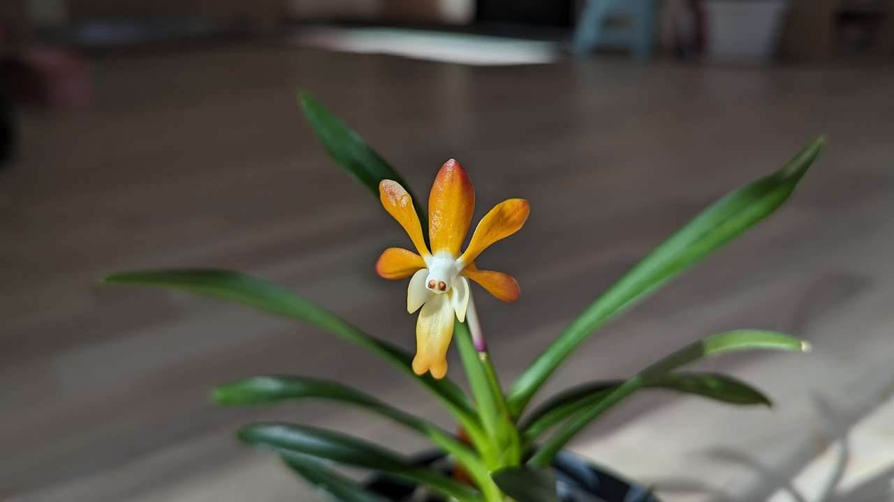 Vanda falcata 'Kibana Furan' x Vanda denisoniana - EN ver.
