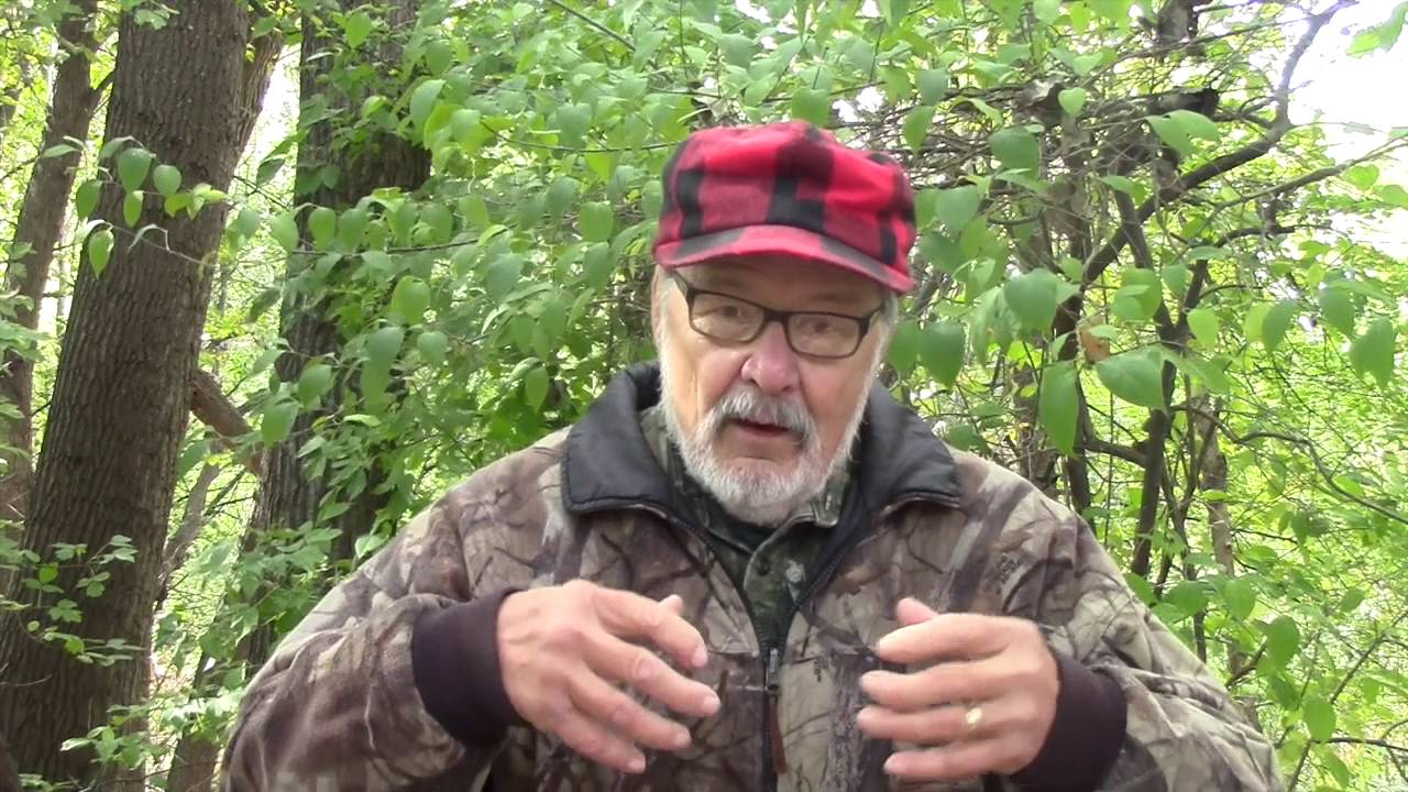 Использование свежих следов для определения местонахождения белохвостых оленей