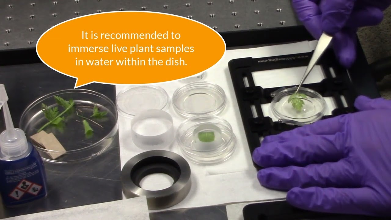 Laser Confocal Microscope: Sample Loading