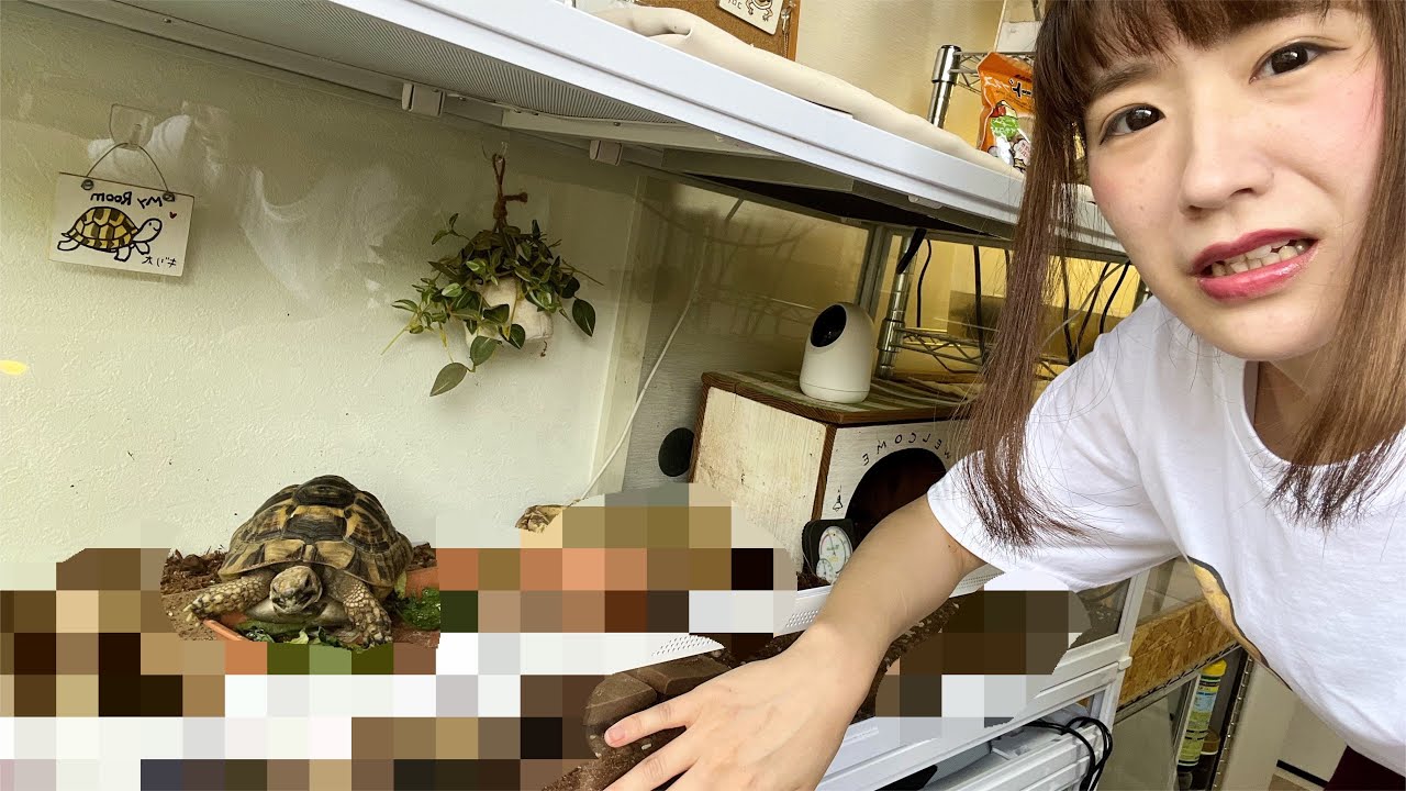 嘘でしょ？リクガメケージに大量の虫が生まれてた…