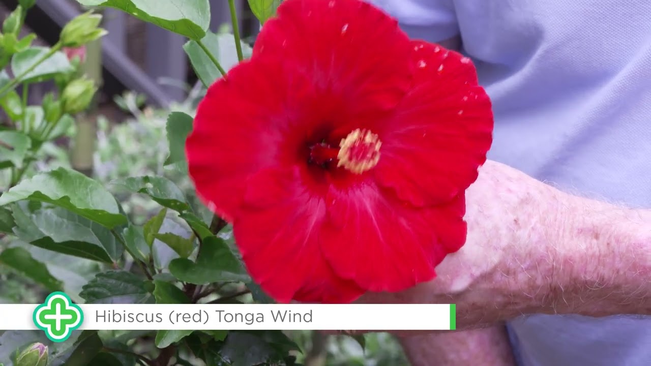 Learn from Graham Ross and how to grow a tropical garden
