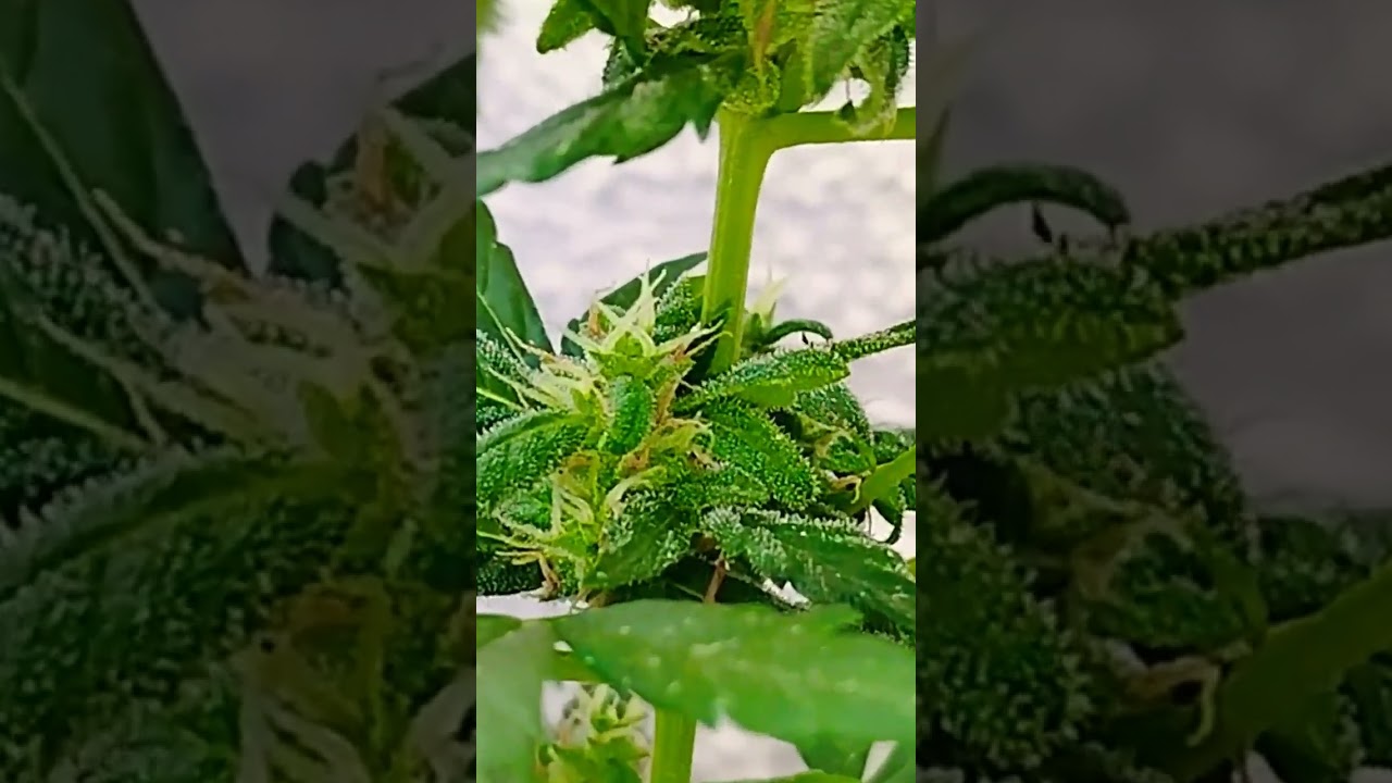 AUTO ACID  Paradise Seeds autofloreciente exterior