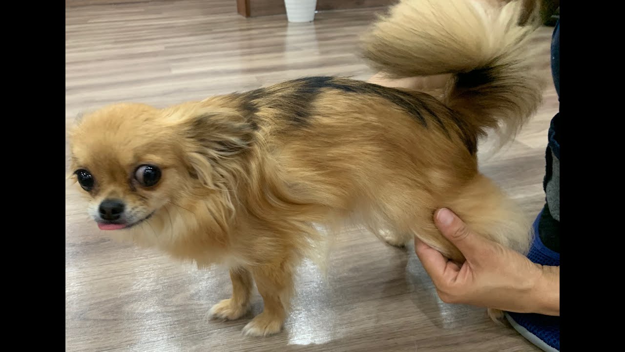 膝蓋骨脱臼がある小型犬（チワワ）の股関節、膝、かかとのマッサージ