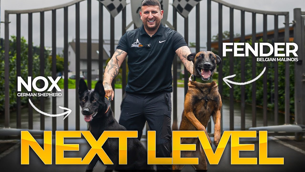 These Protection Dogs Are Next Level.