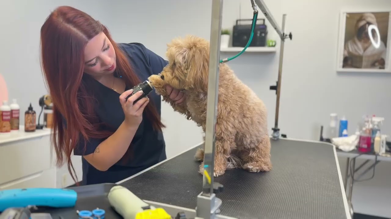 Grooming Demos with PRIDE+GROOM Products and Professional Groomer Aly Part 1