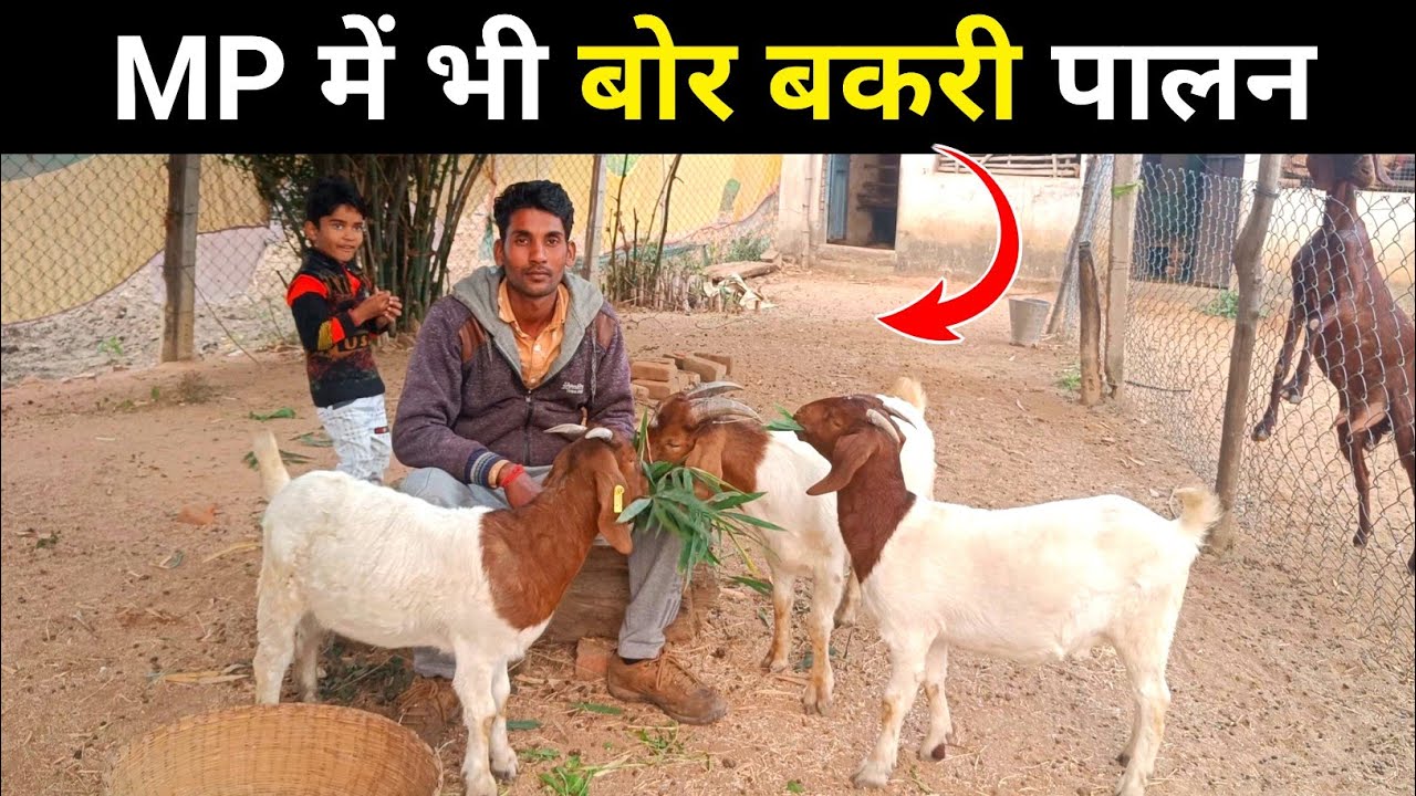 मध्य प्रदेश में भी बोर बकरी का पालन | Boer Goat farming in India| Harish Yadav