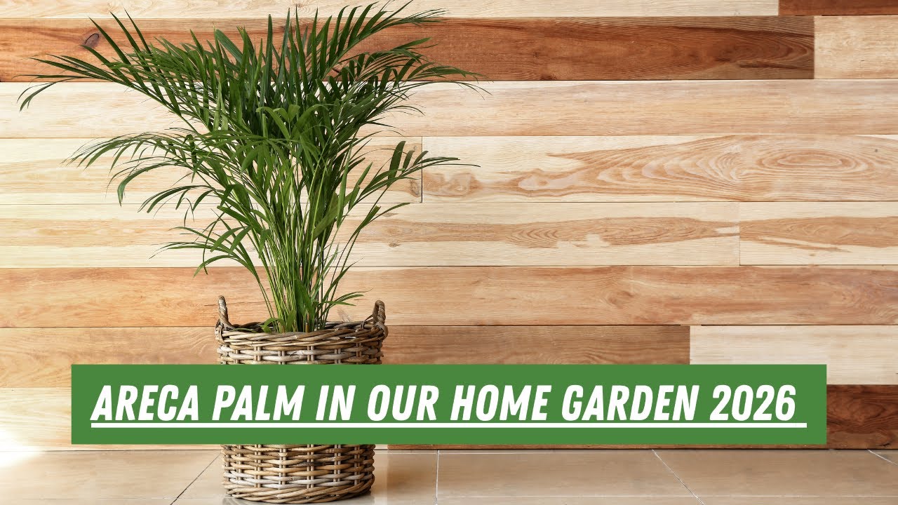 Areca Palm Plant Live 🌿 | Areca Palm in Our Home Garden 2026 | Perfect Plant for Home Entrance