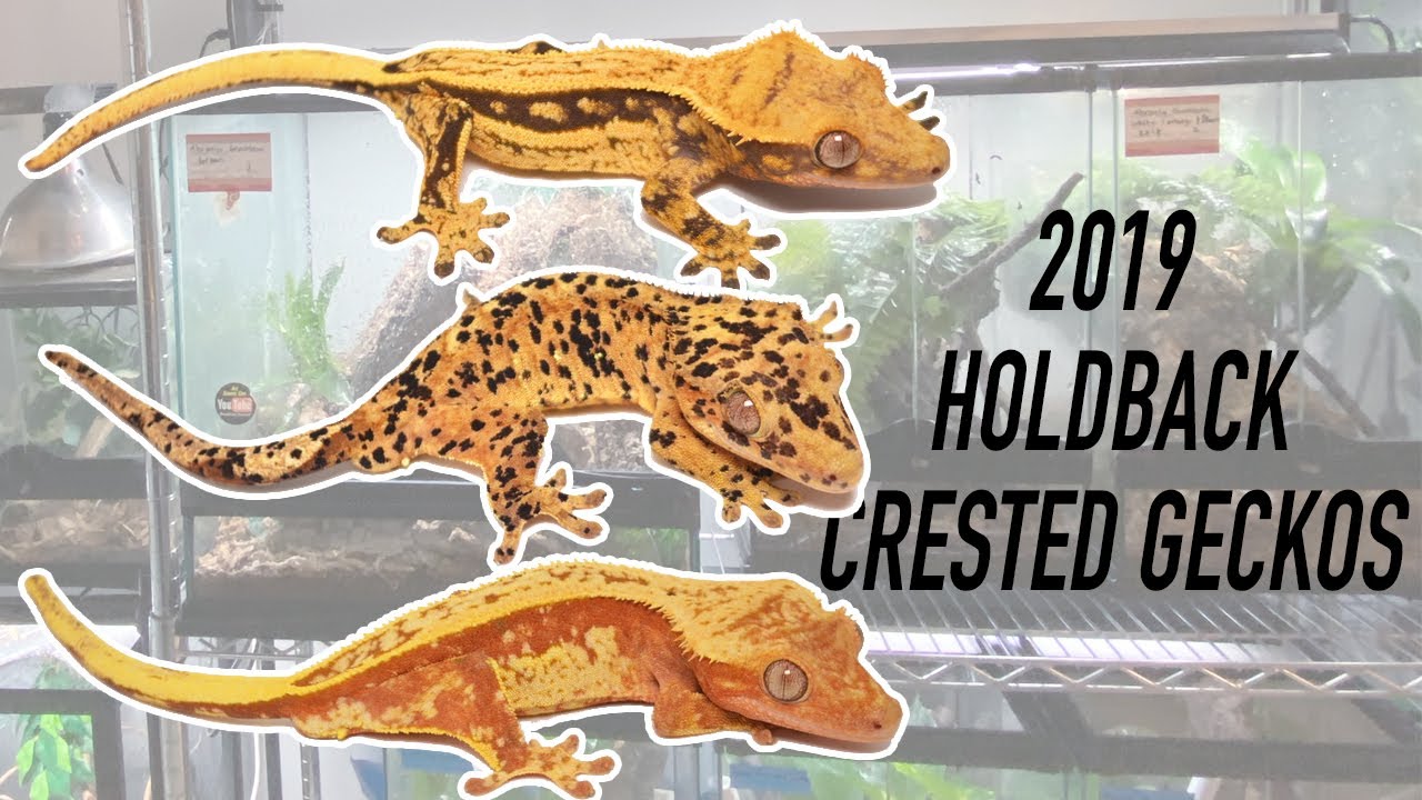 2019 HOLDBACK CRESTED GECKOS