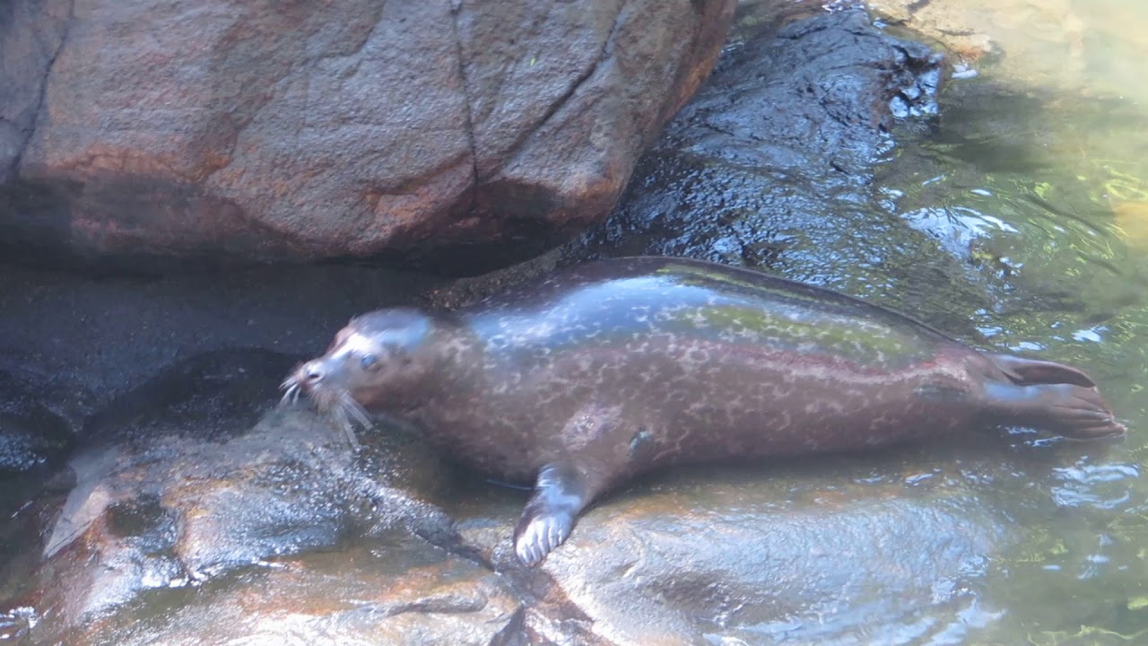 Säl matning på Skansen