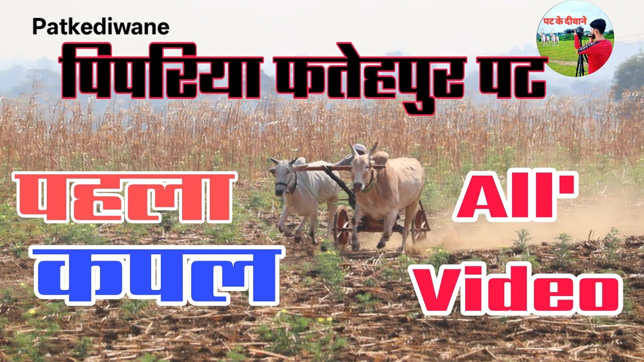 पिपरिया फतेहपुर पट पहला कपल All' Video ( रामगढ ) जिला छिन्दवाड़ा #viral #bull #ox #race 