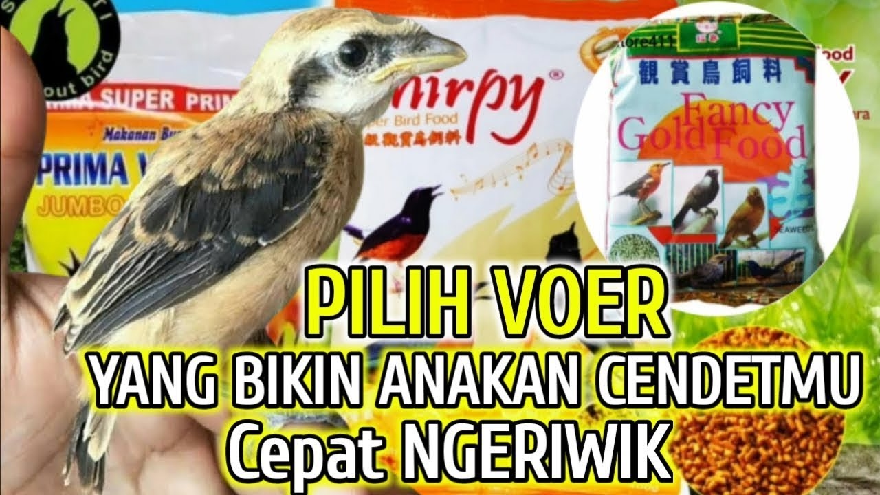 INI LHO BOLO VOER TERBAIK UNTUK ANAKAN CENDET