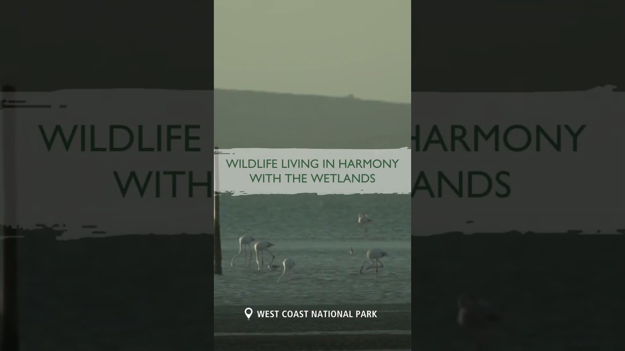 West Coast National Park  #SANParks #nationalpark