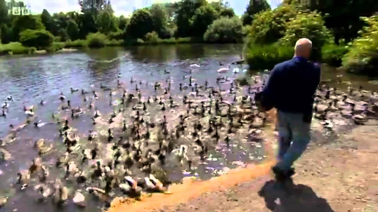 WWT Martin Mere - On The Wild Side 1 - BBC North West Tonight (18/6/14)