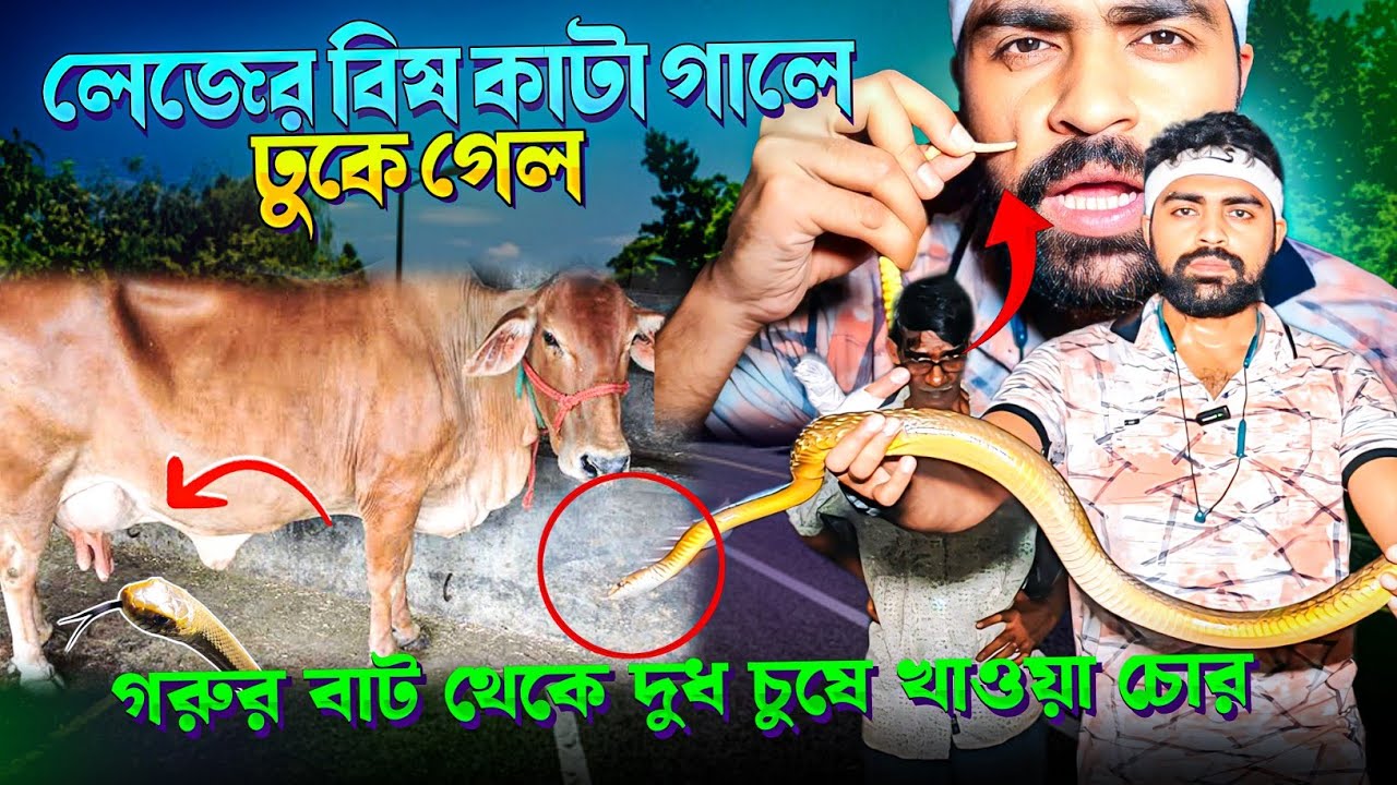 ভয়ঙ্কর এক সাপ উদ্ধারের কাহিনী😱 না দেখলেই মিস 💥 Snake Drinks Cow Milk! Venomous Thorn in Tail!