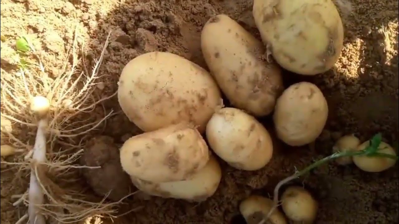 @بشاير بطاطس جبل البحيرة في الارض ٧ ج و سوق العبور ٩ ج و سوق الخضار ال ٢ ب ٢٥ ج #شاهد