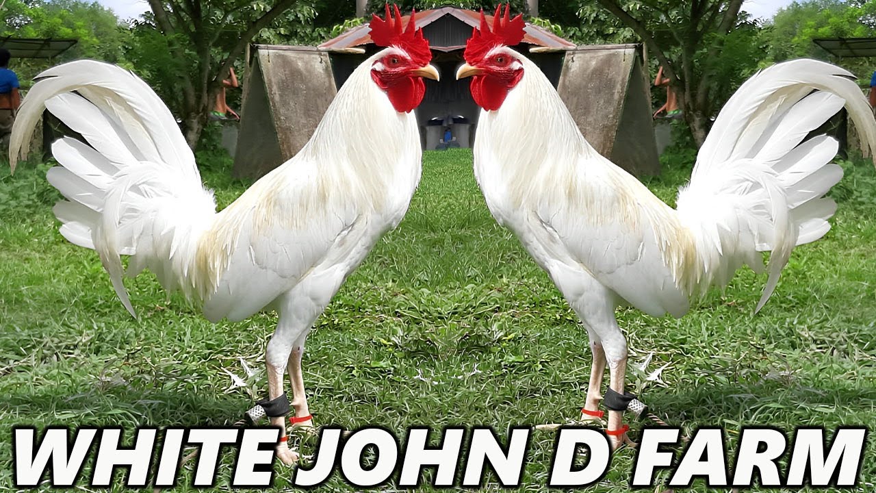 White Kelso John D Farm - Big Farm In Davao Philippines