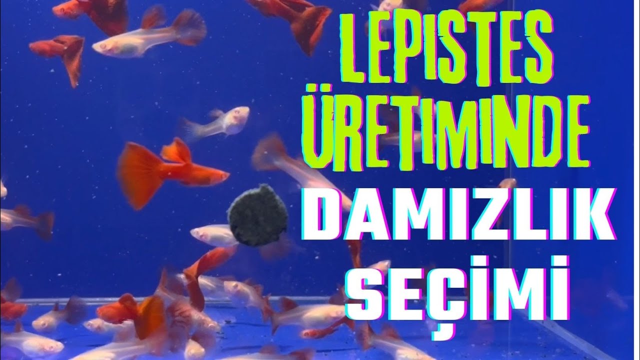 LEPİSTES ÜRETİMİNDE DAMIZLIK BALIK NASIL SEÇİLİR? #lepistes  #akvaryumbalıkları
