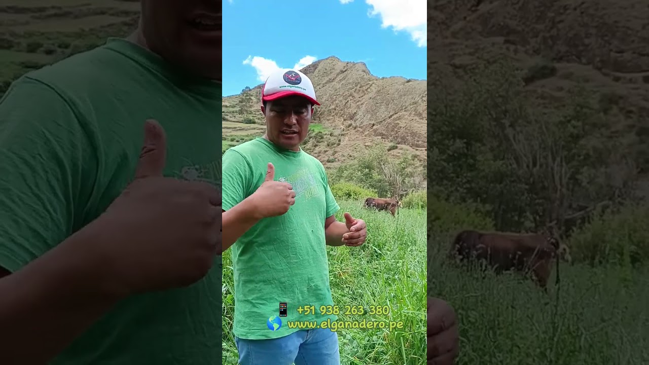 Labranza Cero o Siembra Directa de Forrajes para Tu Ganadería