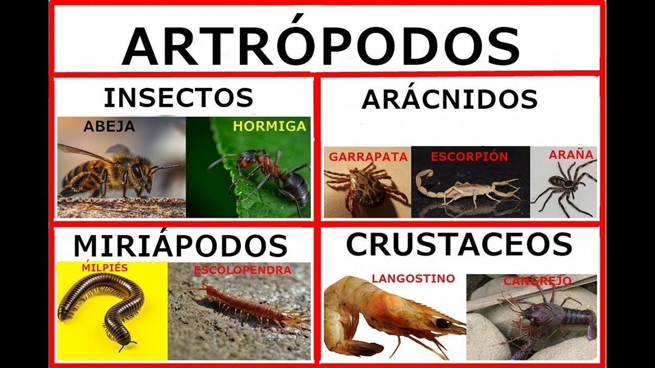 Los artr&oacute;podos .insectos,aracnidos,miriapodos y crust&aacute;ceos.