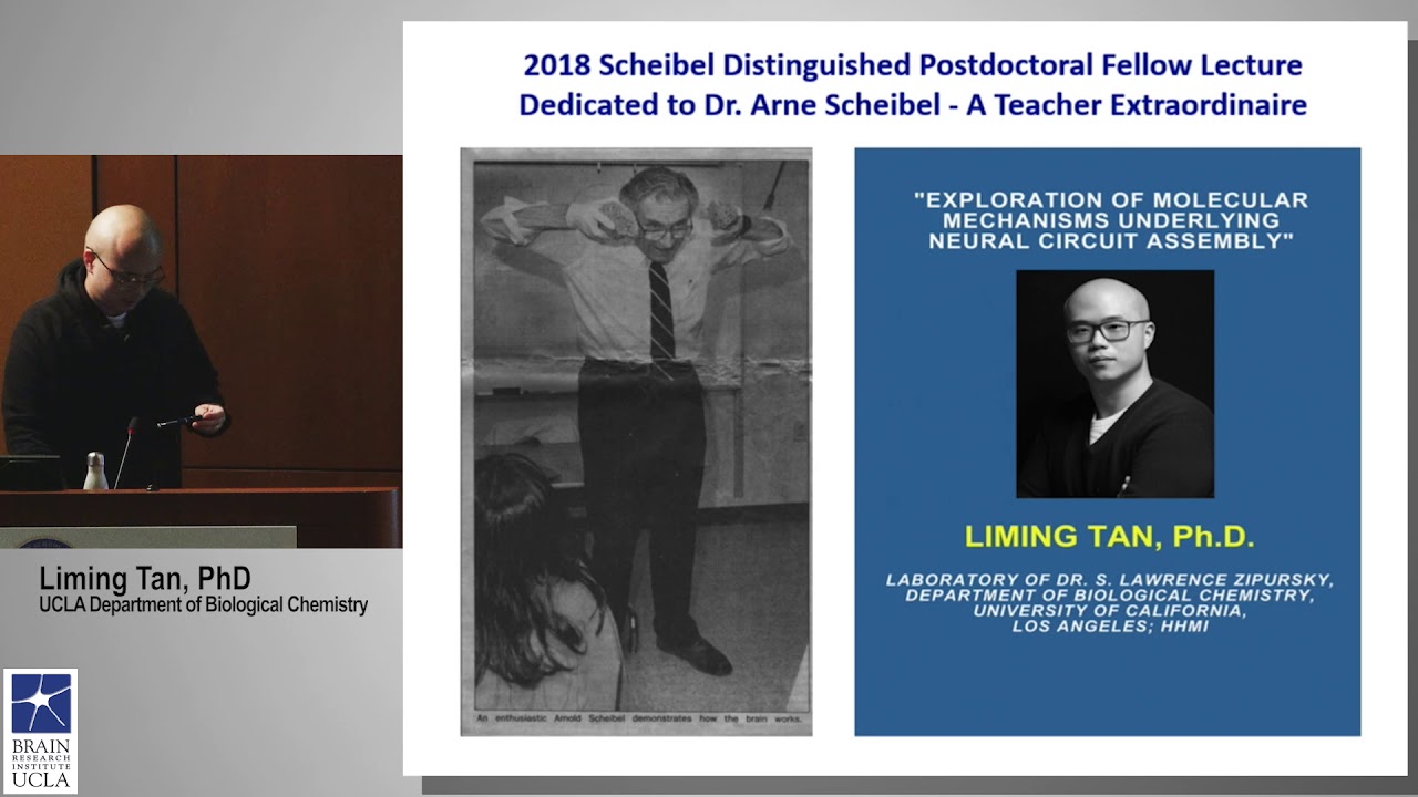 The Arnold Scheibel Distinguished Postdoctoral Fellow in Neuroscience Lecture - Liming Tan, Ph.D.