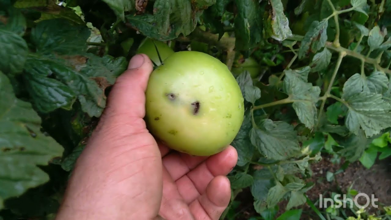 traça do tomate 🍅 ela vai destruir sua lavoura cuidado!