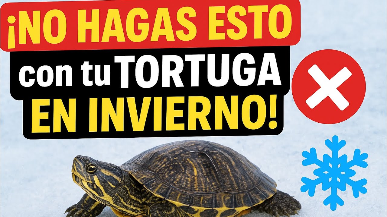¡NO HAGAS ESTO con tu TORTUGA en INVIERNO! 🐢❄️ (Lo que Sí y lo que No)