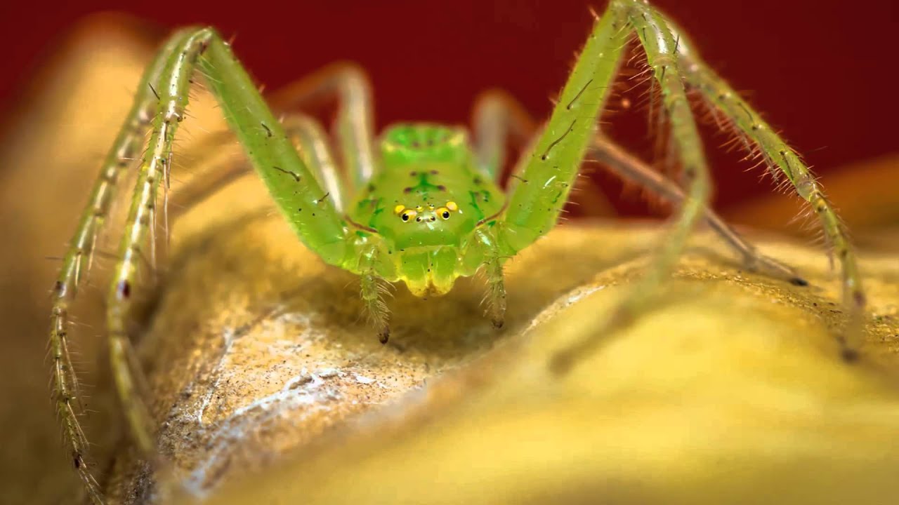 Sandyjpatil Macro Photography with Sigma 150mm f/2.8 APO Macro DG HSM