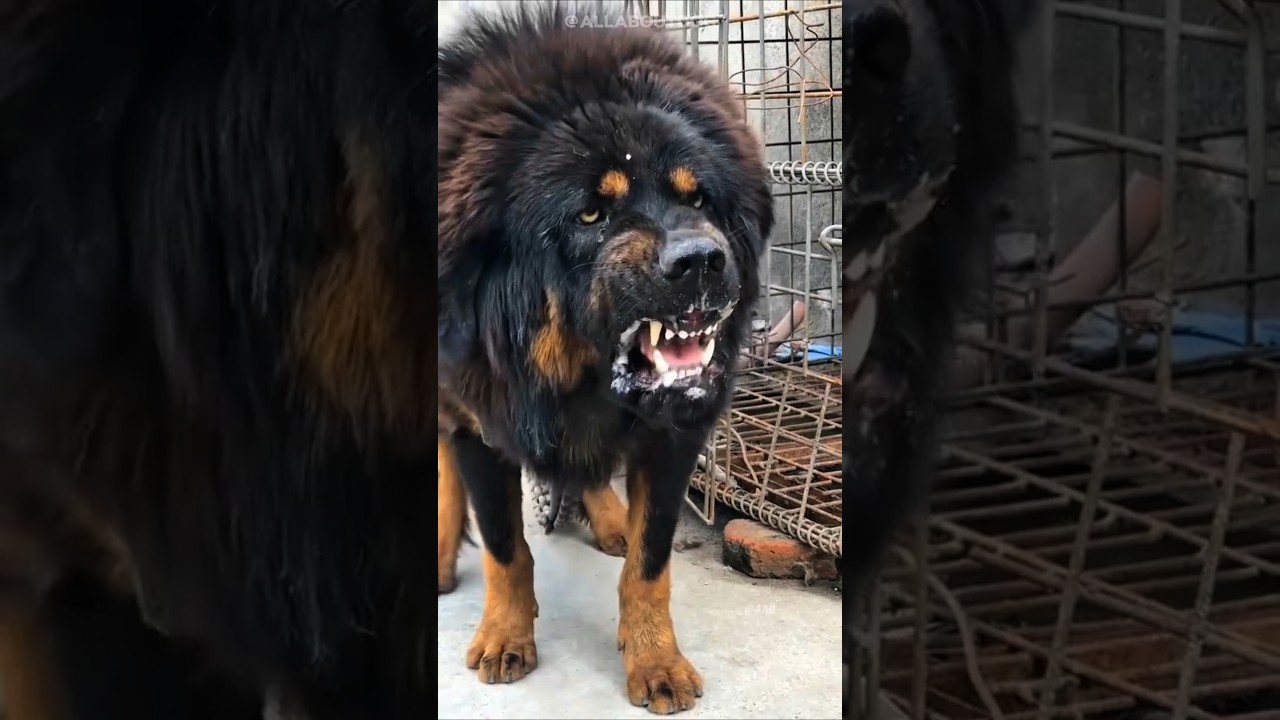 Top 5 Razas de Perros con los Ladridos Más Intimidantes 😱🐶 #shorts