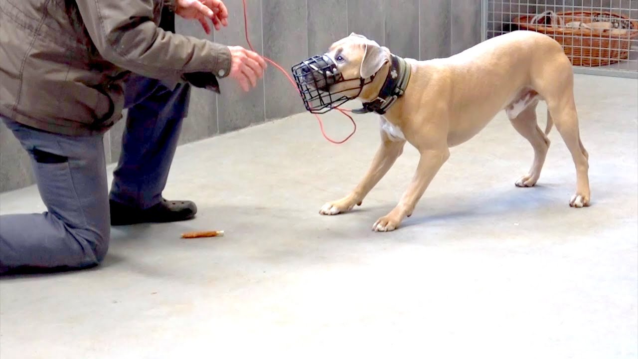 Erklär-Video: Hinter Gittern! Maulkorb-Chaos XXL.