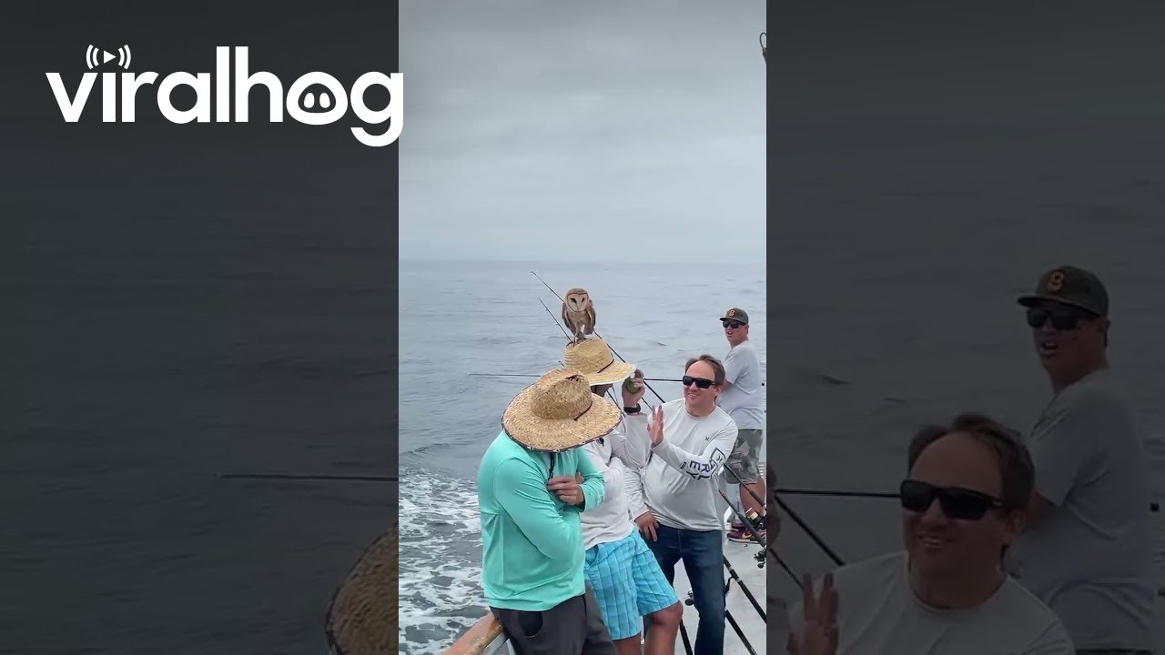 Barn Owl Rests on Sea-Goer's Straw Hat || ViralHog