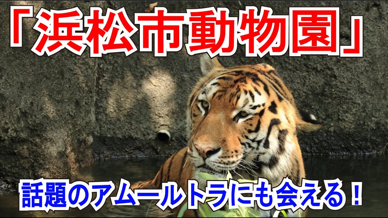 話題のアムールトラも見れる「浜松市動物園（はまZOO）」へ！（静岡県浜松市西区）