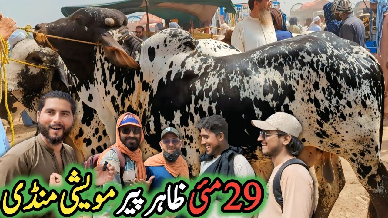 Zahir Pir Cow Mandi 2025 🐂 | 29 May Qurbani Janwar Update | Big Bulls, Top Prices, Live Bargain 💰🔥