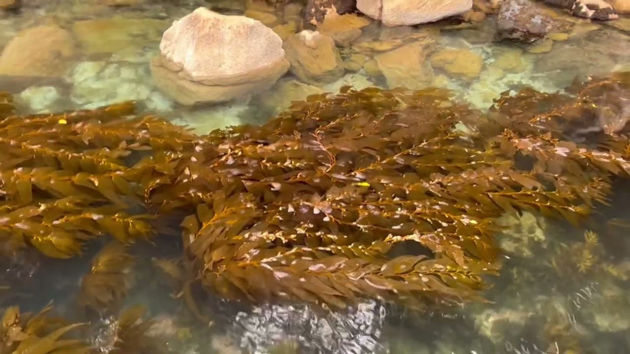 スチュアート島🏝️の　海🌊