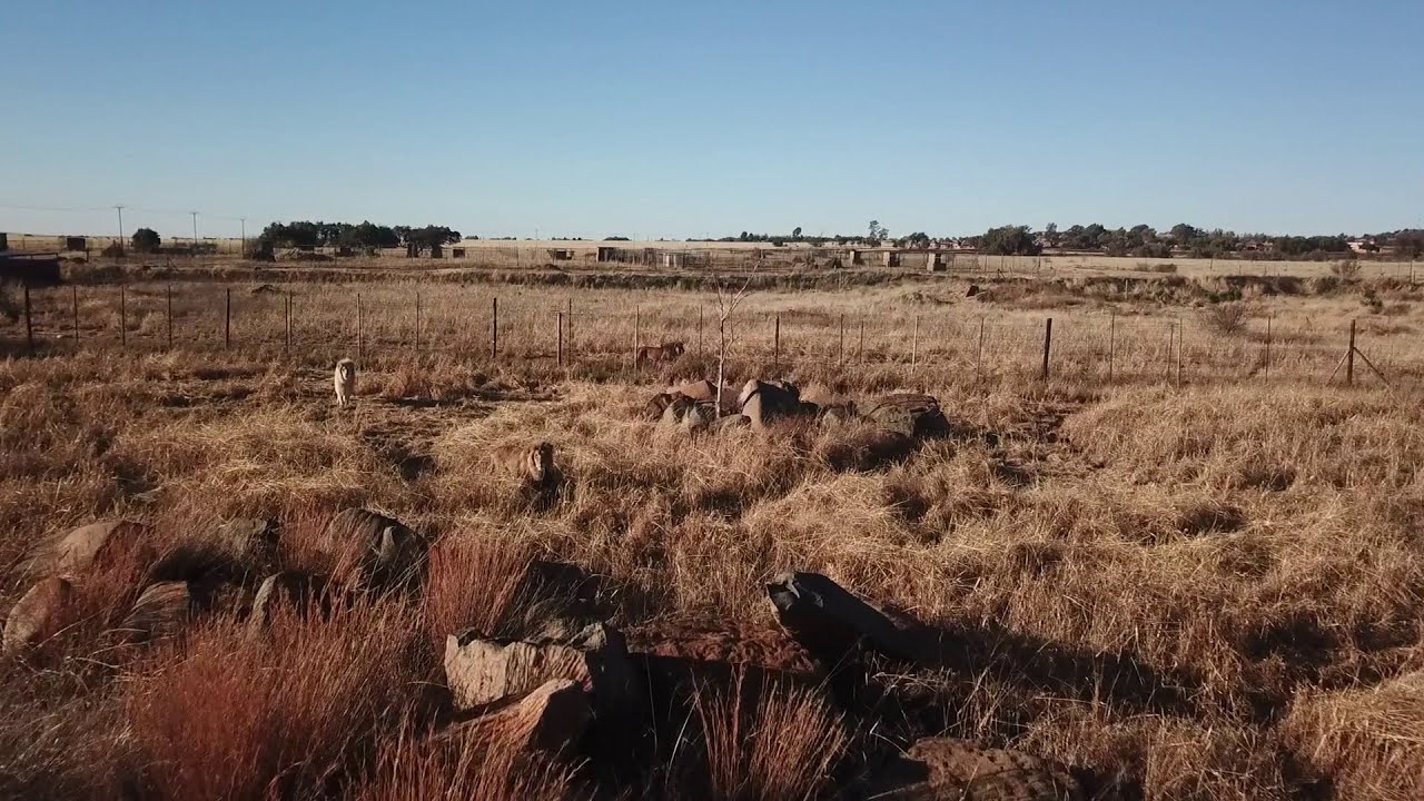 Lionsside | Cheetah Experience South Africa