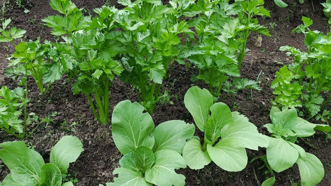 Konting tips sa pag aalaga ng celary @Highland farming ph