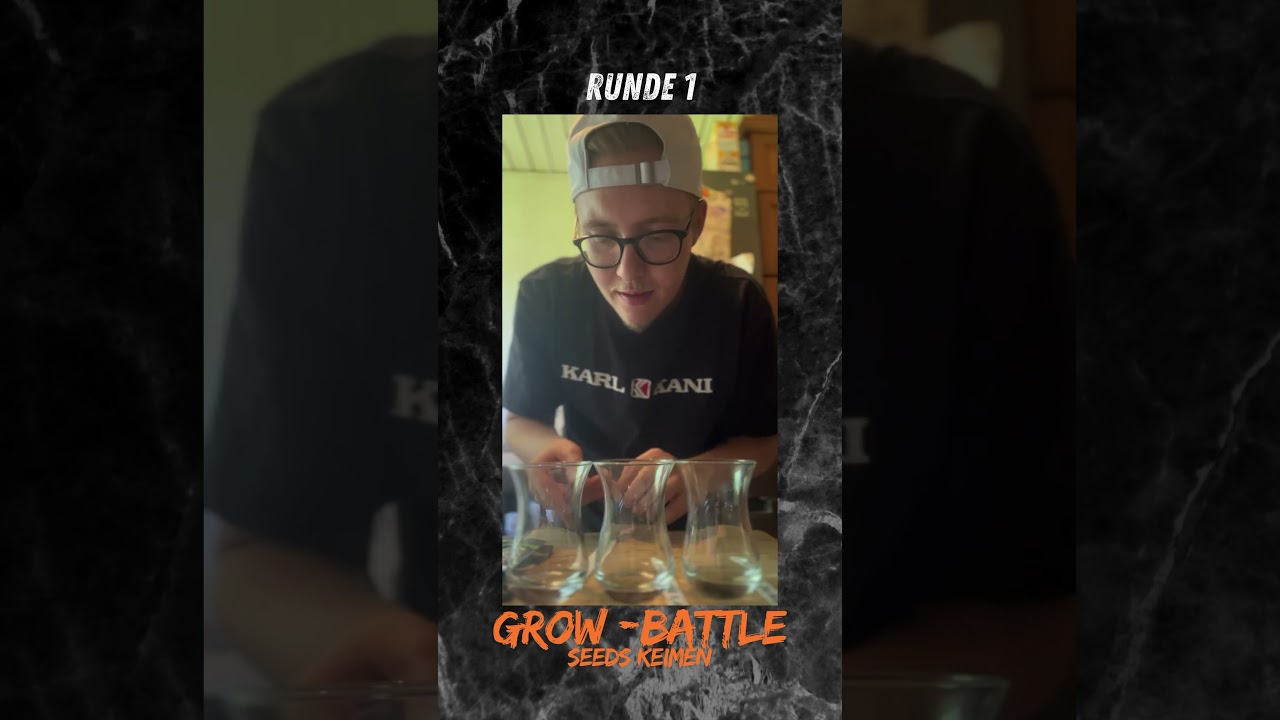 #GrowBattle Runde 1! Samen Keimen lassen - #FastBuds #holyhemp