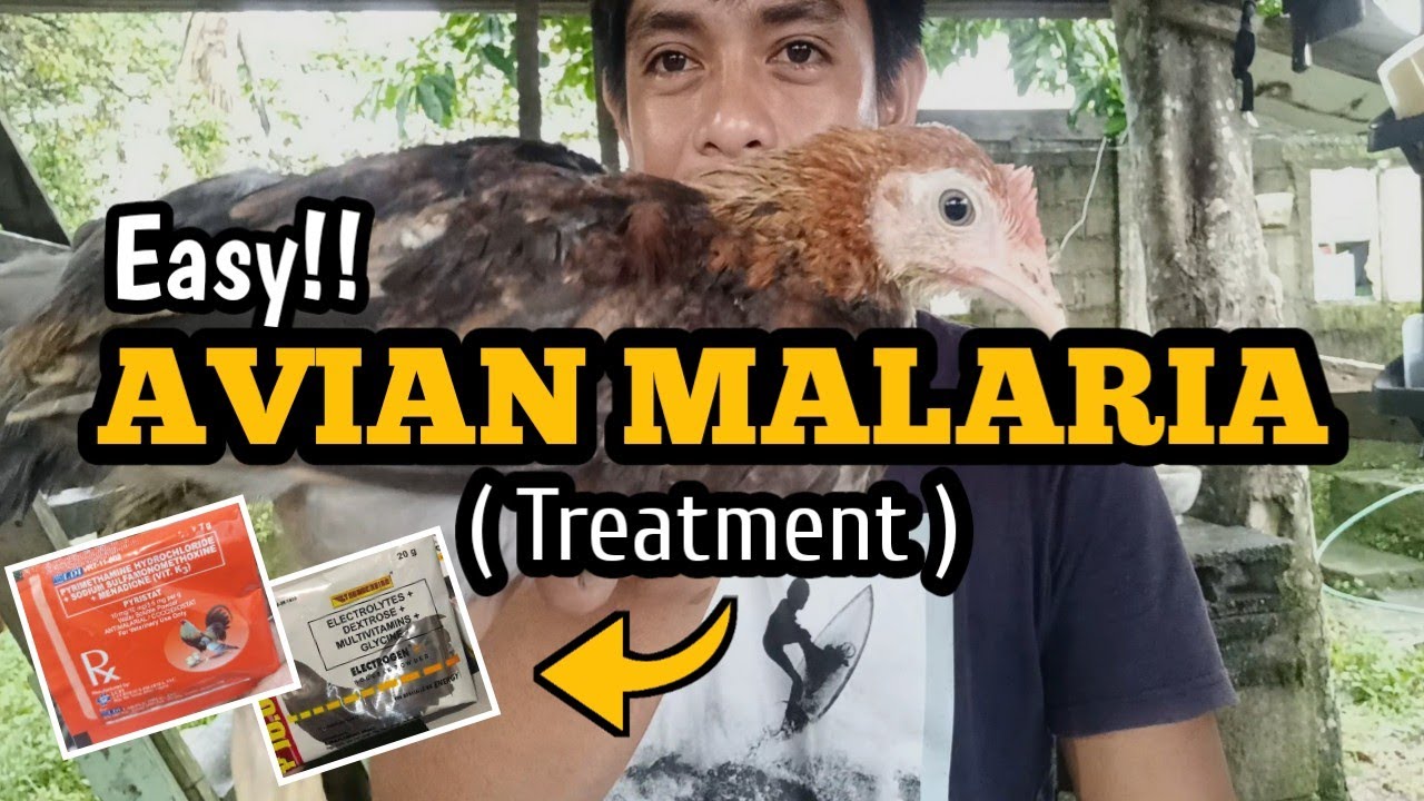 Paano gamutin ang AVIAN MALARIA? | Easy way to treat Avian Malaria